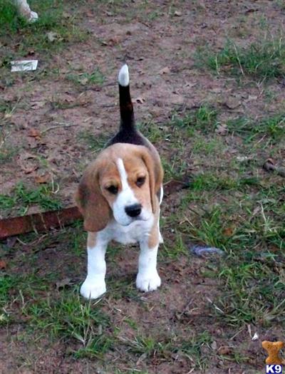 Puppies in TX