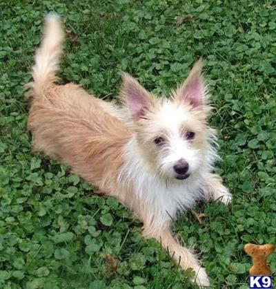 Portuguese Podengo Puppies for Sale