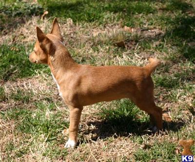 Portuguese Podengo Puppies for Sale