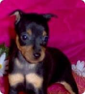 Puppies in OK