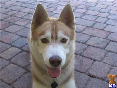 Stud Dogs - Siberian Husky