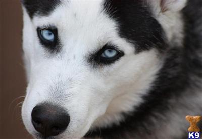 Stud Dogs - Siberian Husky