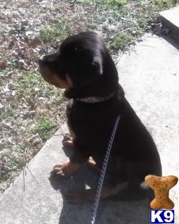 Puppies in Atlanta
