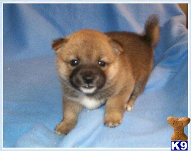 Shiba Inu Puppies for Sale