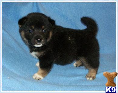 Puppies in NJ