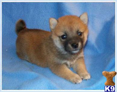 Shiba Inu Puppies for Sale