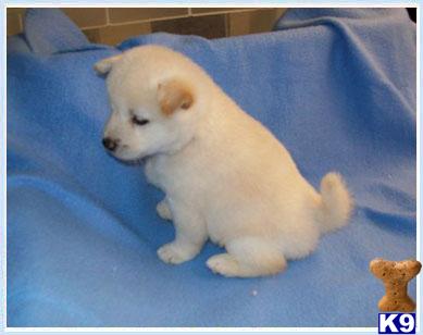 Puppies in NJ