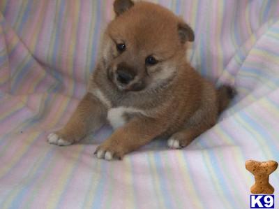 Shiba Inu Puppies for Sale