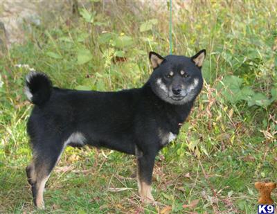 Dogs for Sale in NJ