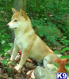 Dogs for Sale in NJ