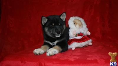 Shiba Inu Puppies for Sale