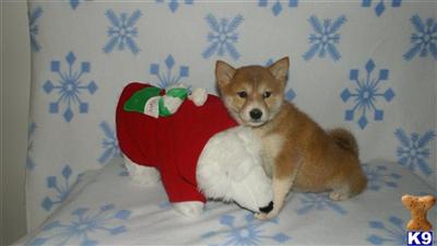 Puppies in NJ