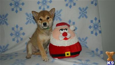 Puppies in NJ