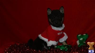 Shiba Inu Puppies for Sale