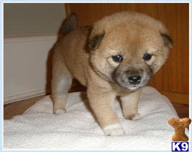 Shiba Inu Puppies for Sale