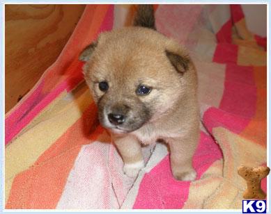 Shiba Inu Puppies for Sale