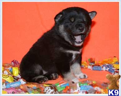 Shiba Inu Puppies for Sale