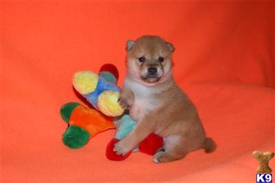 Shiba Inu Puppies for Sale