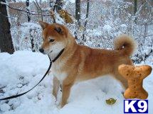 Stud Dogs - Shiba Inu