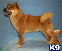 Stud Dogs - Shiba Inu