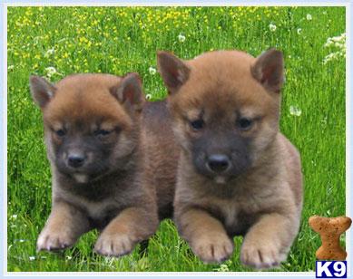 Shiba Inu Puppies for Sale