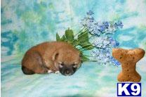 Shiba Inu Puppies for Sale