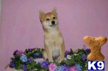 Shiba Inu Puppies for Sale