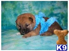 Shiba Inu Puppies for Sale