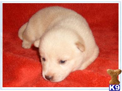 Shiba Inu Puppies for Sale