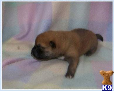 Shiba Inu Puppies for Sale