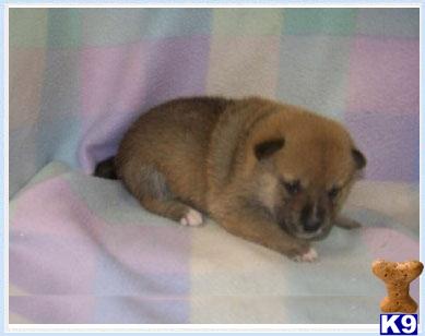 Shiba Inu Puppies for Sale