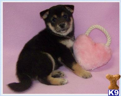 Shiba Inu Puppies for Sale