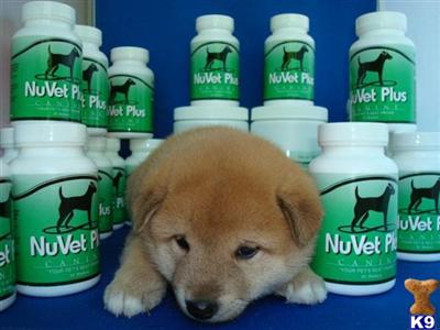 Used Dog Supplies for Sale