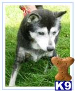 Rescue Dogs