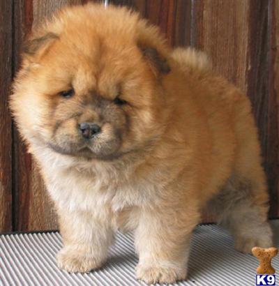 Chow Chow Puppies for Sale