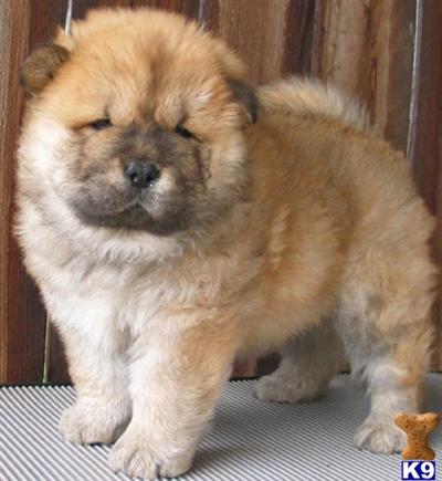 Chow Chow Puppies for Sale