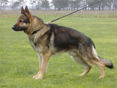 Dogs for Sale in DE