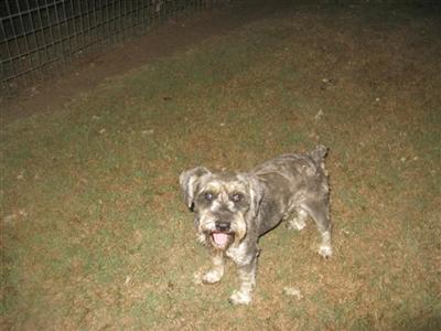 Dogs for Sale in TX
