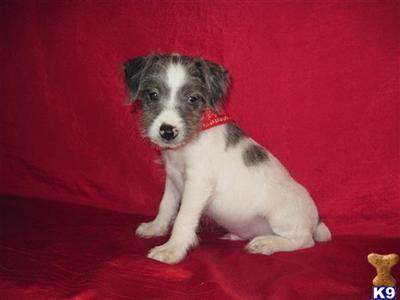 Miniature Schnauzer Puppies for Sale