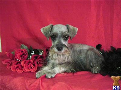 Miniature Schnauzer Puppies for Sale