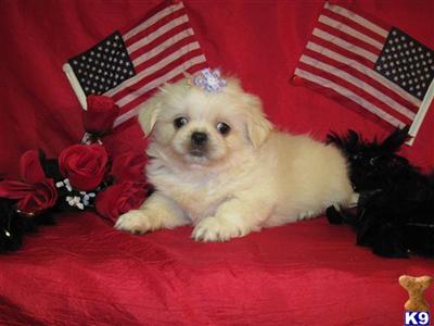 Puppies in TX