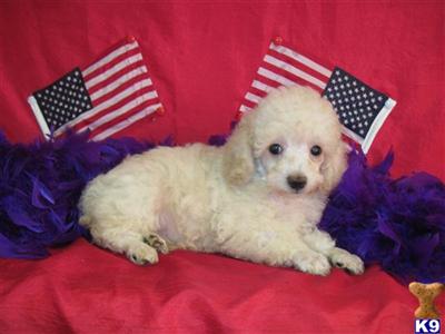 Puppies in TX