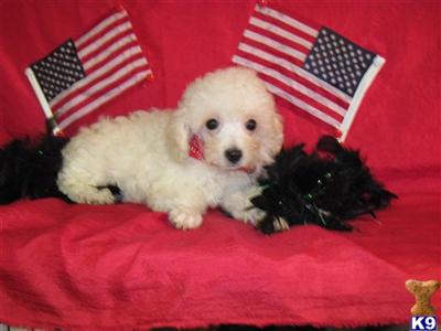 Puppies in TX