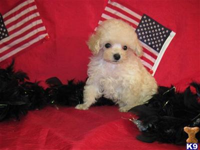 Puppies in TX