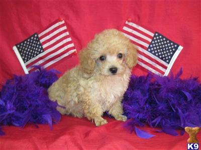 Puppies in TX