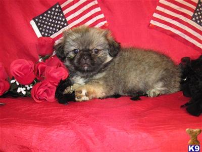 Puppies in TX