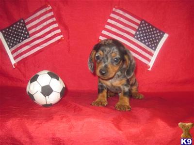 Puppies in TX