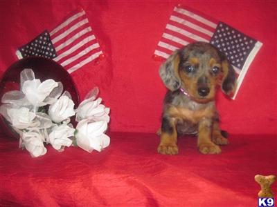 Puppies in TX
