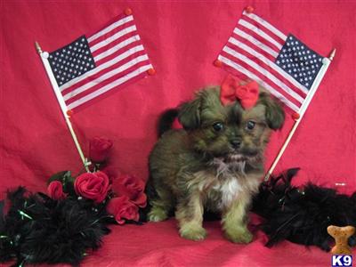 Puppies in TX