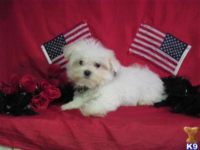 Puppies in TX